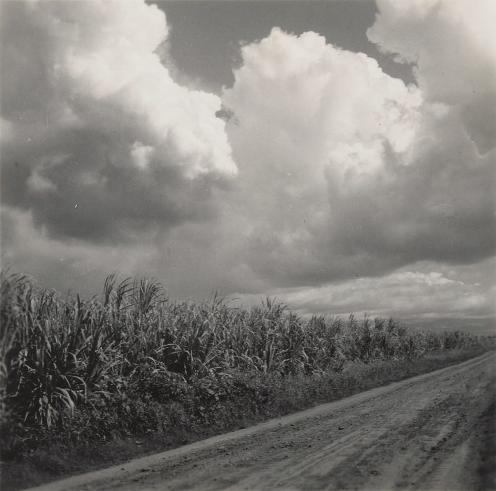 Sugar Cane Fields and Clouds iFocus